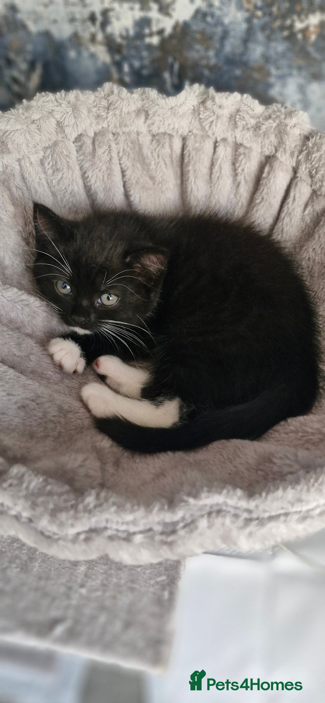 Persian cats for sale: Persian mixed breed  - Image 10