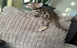Bengal cats for sale: TICA Bengal kittens for sale . 🐱 - Image 20