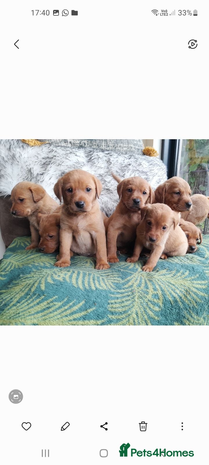 Labrador Retriever dogs Fox red labrador pup ready now - Advert 2