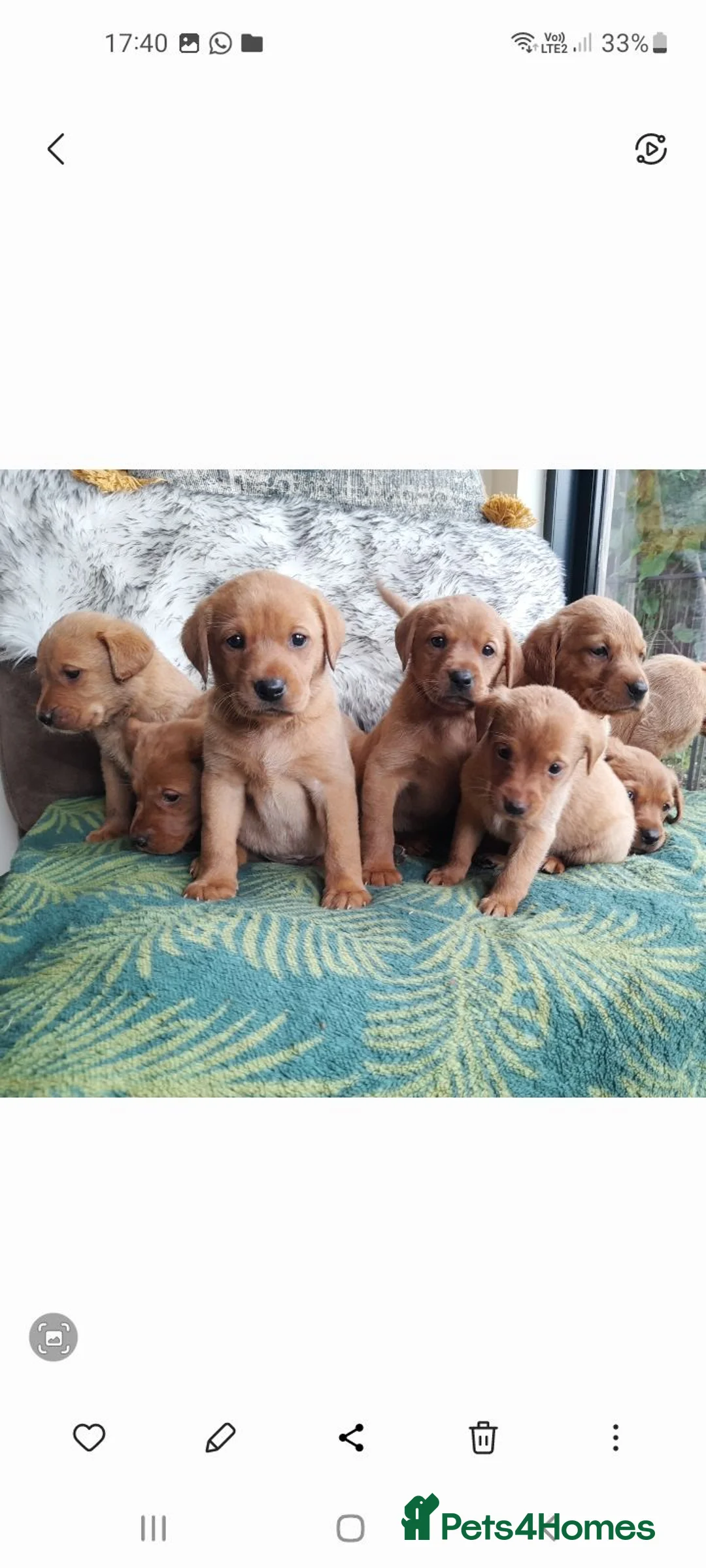Labrador Retriever dogs for sale: Fox red labrador pup ready now - Advert 1