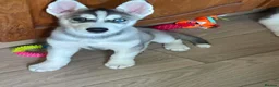 Siberian Husky dogs for sale: Siberian huskies ready to leave  - Advert 3