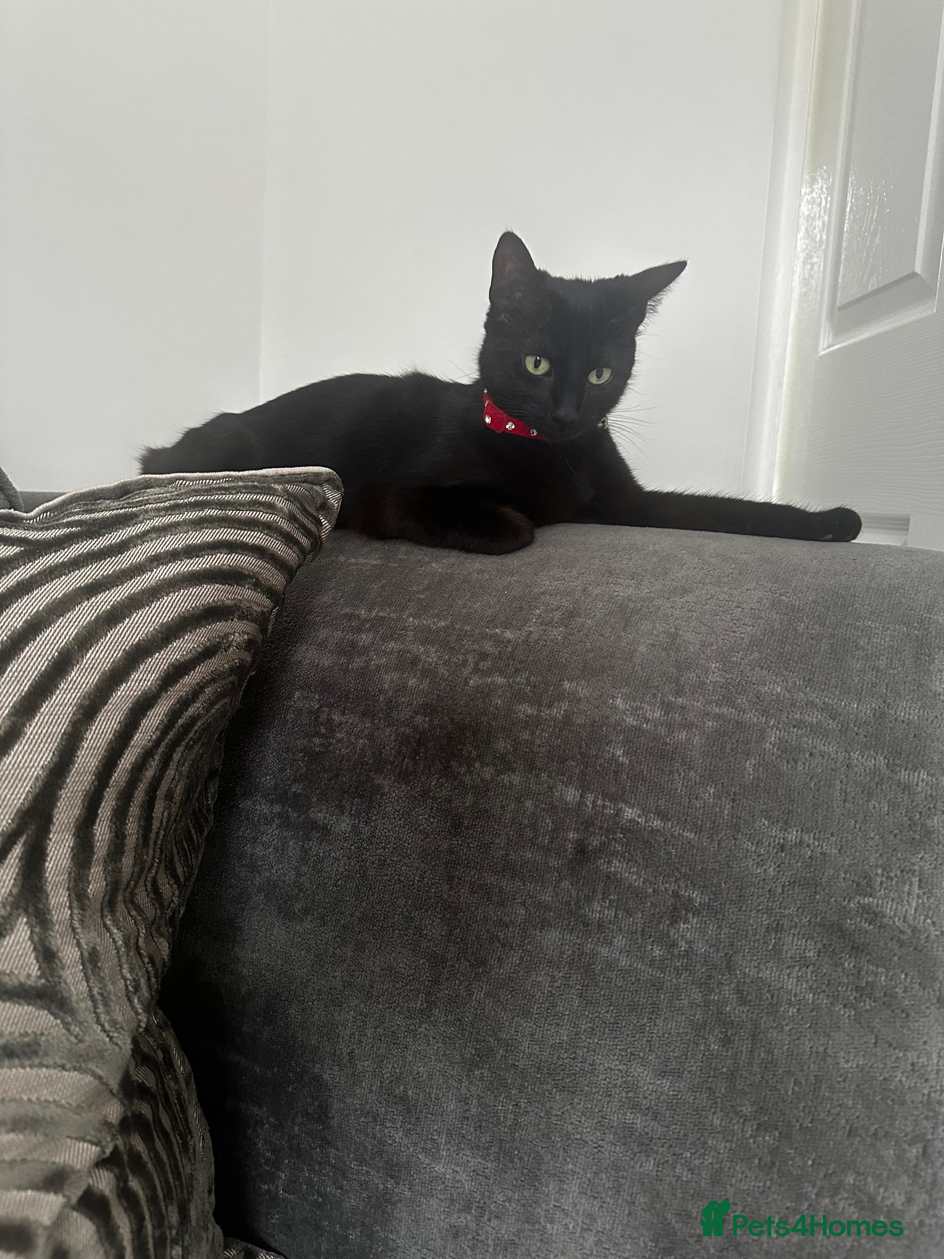 Mixed Breed cats Daisy and Derek - Advert 3