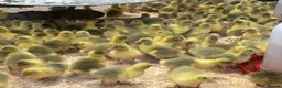 Geese poultry for sale: Day Old Goslings  - Advert 3