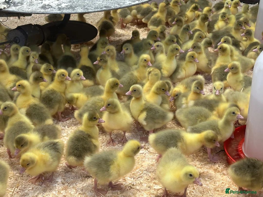 Geese poultry for sale: Day Old Goslings  - Advert 3