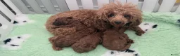 Toy Poodle dogs for stud: Asian toy poodle Stud - Advert 8