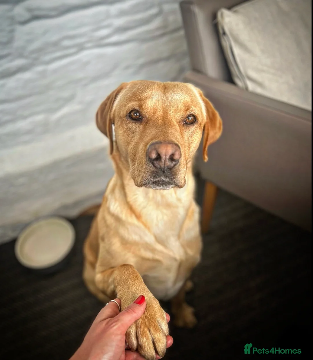 Labrador Retriever dogs for stud: Floki the FOX RED Labrador  in Holsworthy - Advert 2