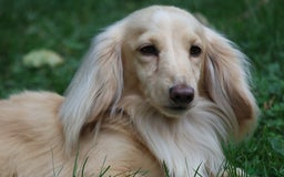 Miniature Dachshund dogs for stud: Long Haired Cream, no dilute, Pra Clear, Kc Regg - Image 19