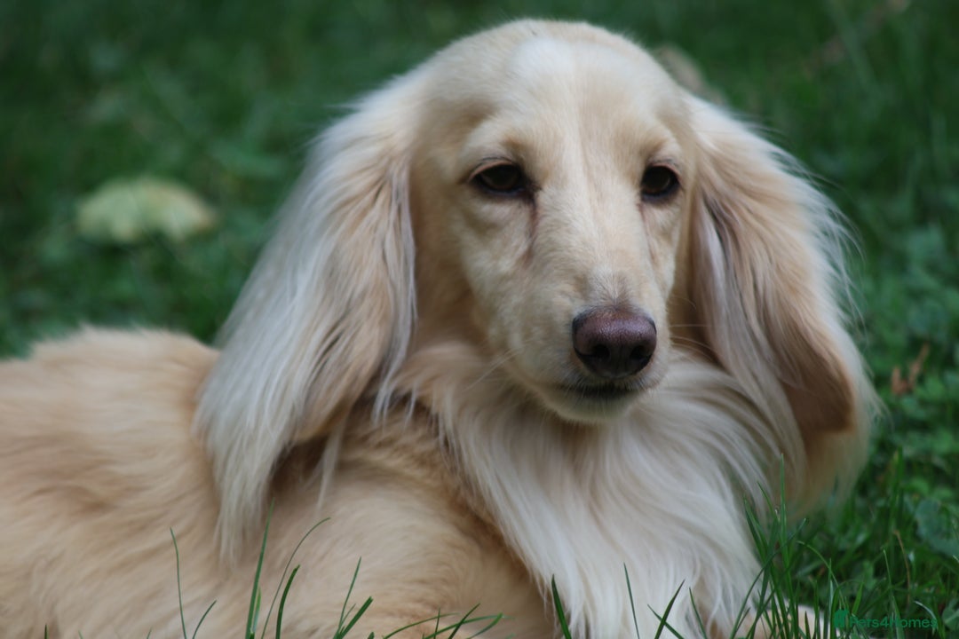Miniature Dachshund dogs for stud: Long Haired Cream, no dilute, Pra Clear, Kc Regg - Image 19