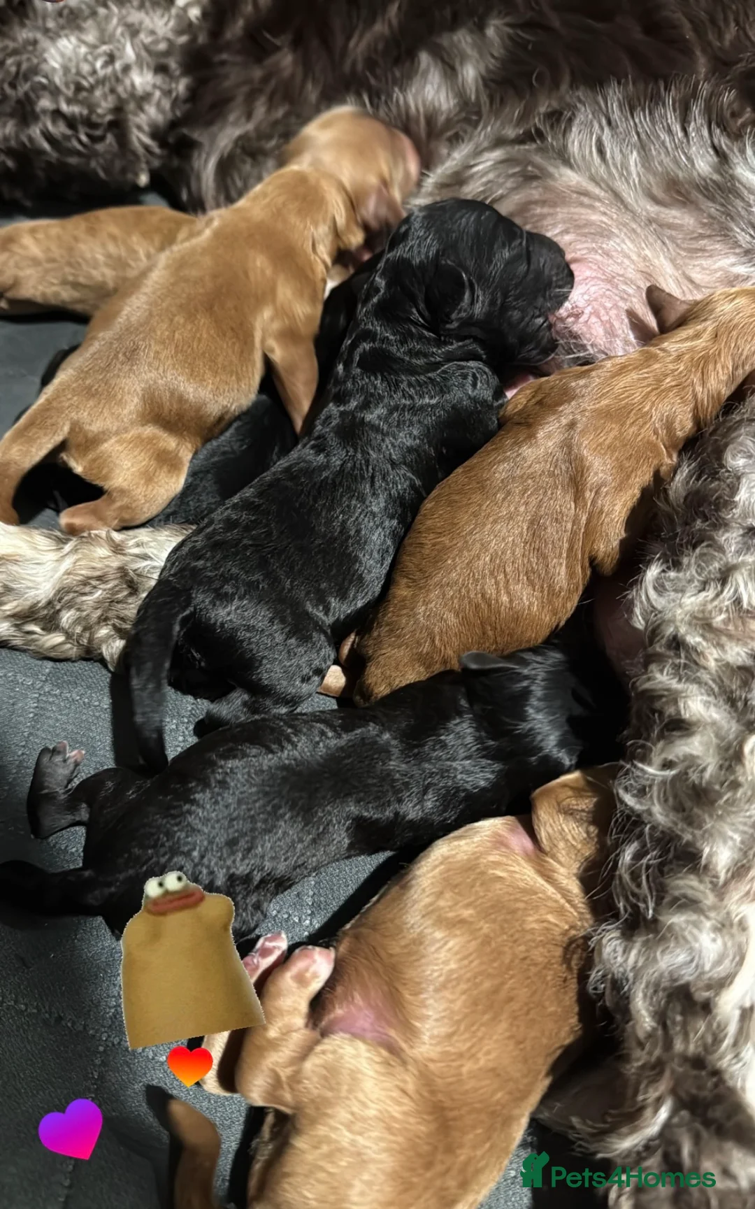 Cockapoo dogs for sale: Show Cockapoo F1b black boy left 5* breeder - Advert 6