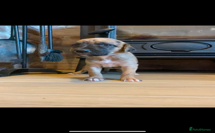 Mixed Breed dogs - Advert 2