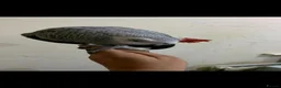 Parrots birds for sale: Tame and talkative African grey parrot  - Advert 4