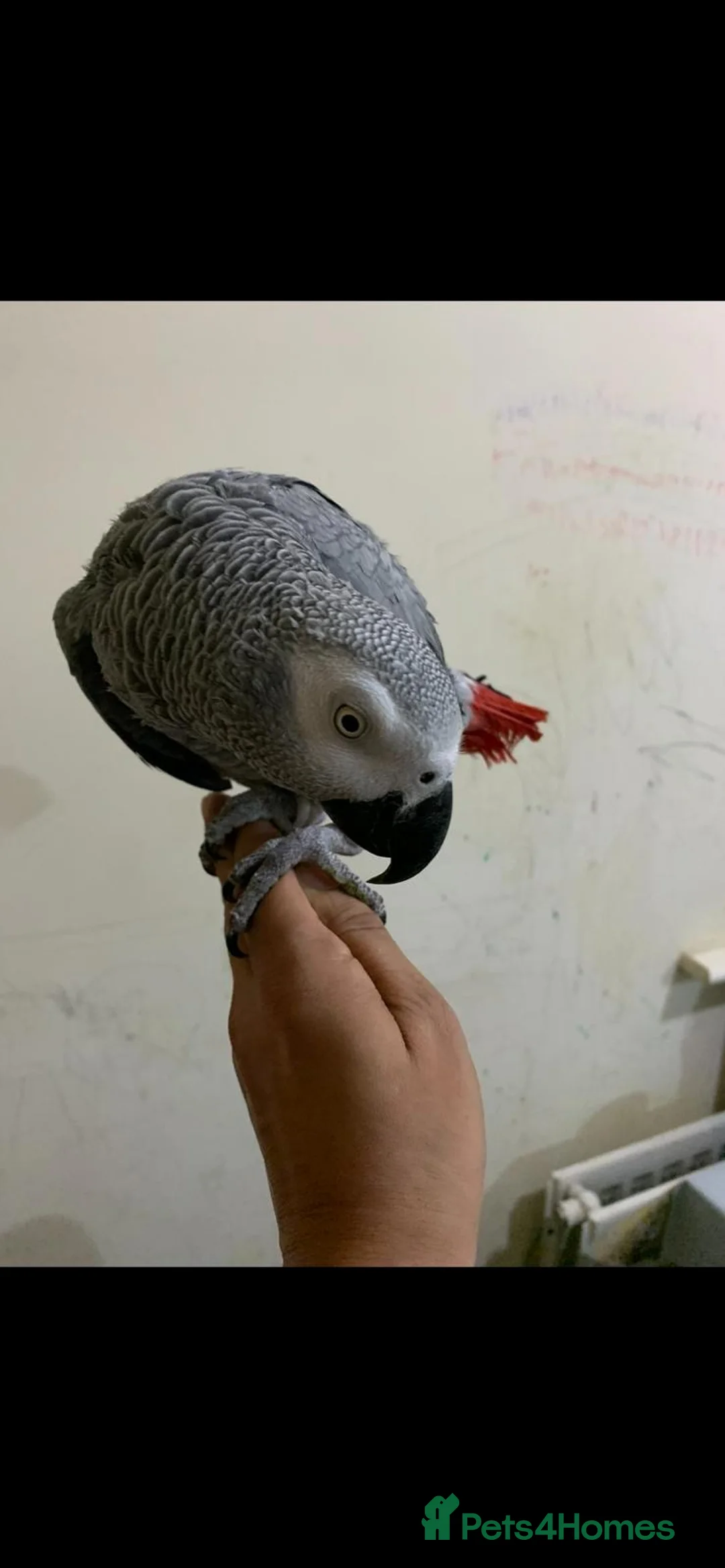 Parrots birds for sale: Tame and talkative African grey parrot  - Advert 4