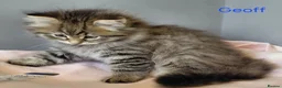 Siberian cats for sale: GCCF pedigree Siberian Tabby kittens - Advert 10