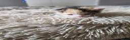 Mixed Breed cats for sale: look at all those tiny fluffballs!  - Advert 3