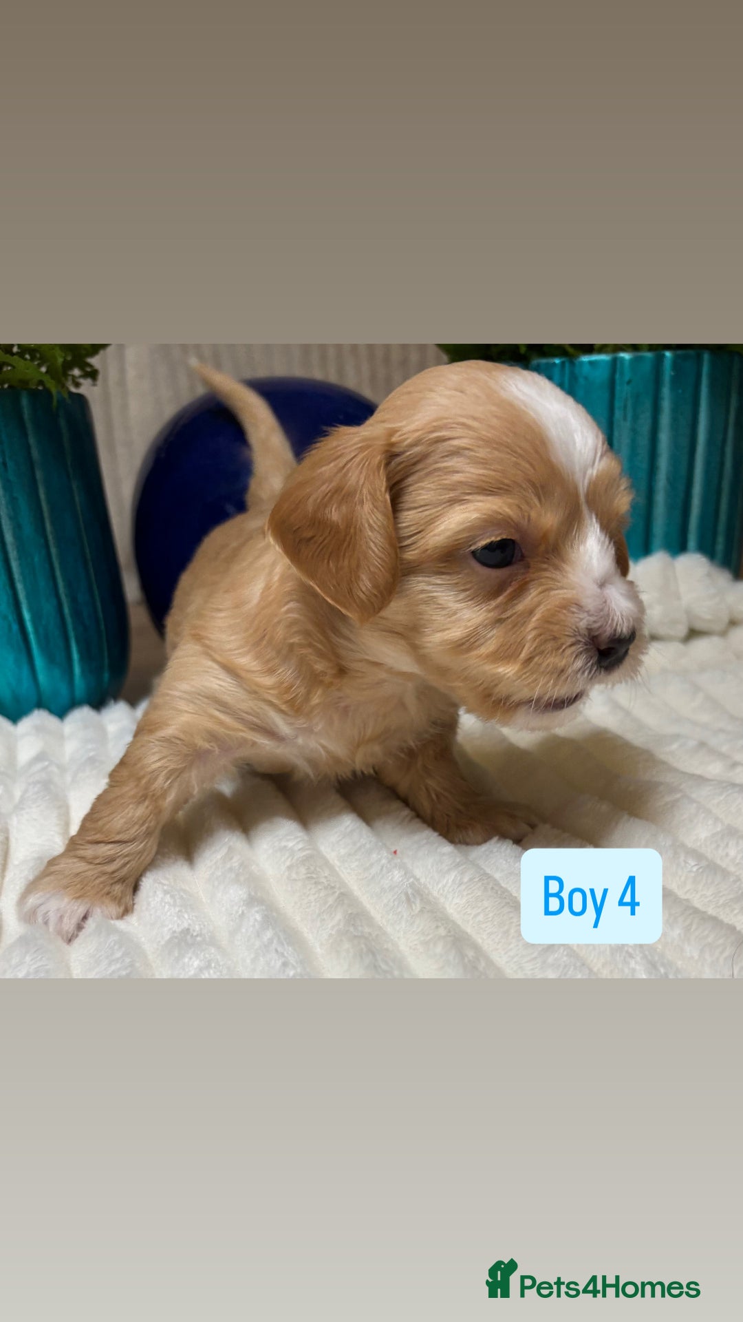 Havanese dogs for sale: 9 Beautiful Havanese Pedigree Puppies  - Advert 12