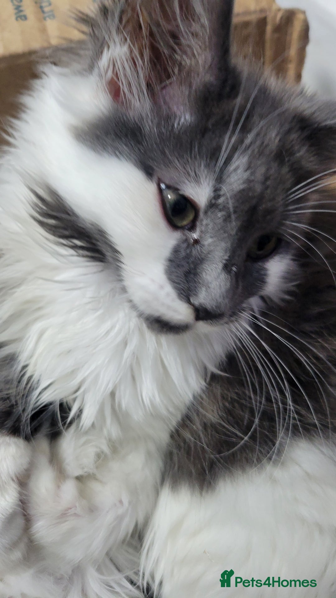 Maine Coon cats for sale: Beautiful Mixed Main Coon Kittens - Advert 6