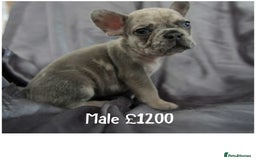 French Bulldog dogs for sale: French Bulldog - Image 4