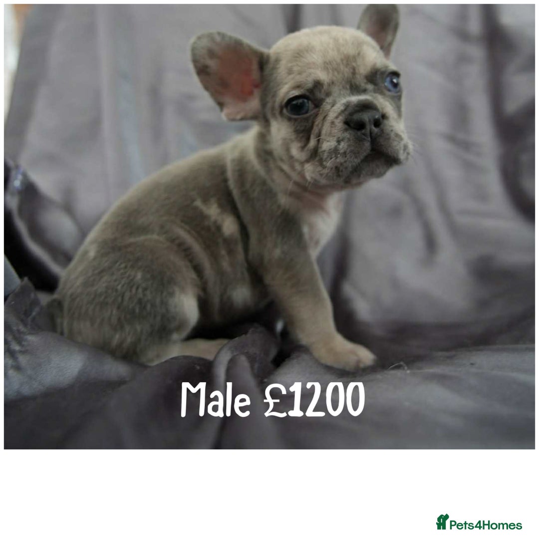 French Bulldog dogs for sale: French Bulldog - Image 4