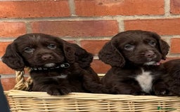 Cocker Spaniel dogs for sale: KC Reg Cocker Spaniel Puppies - Image 3