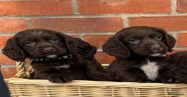 Cocker Spaniel dogs - Advert 7