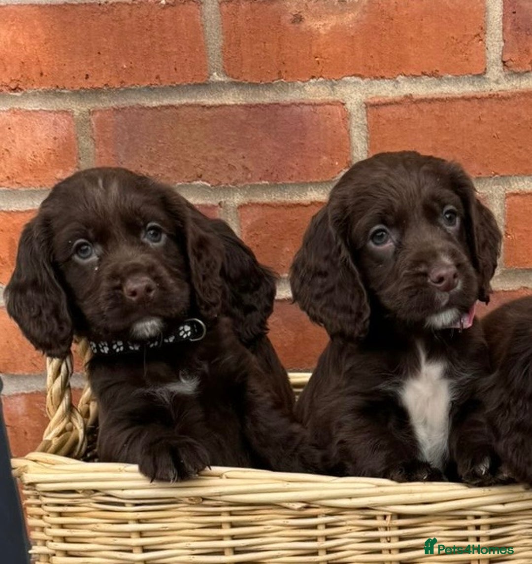 Cocker Spaniel dogs for sale: KC Reg Cocker Spaniel Puppies - Image 3