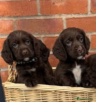 Cocker Spaniel dogs - Advert 3