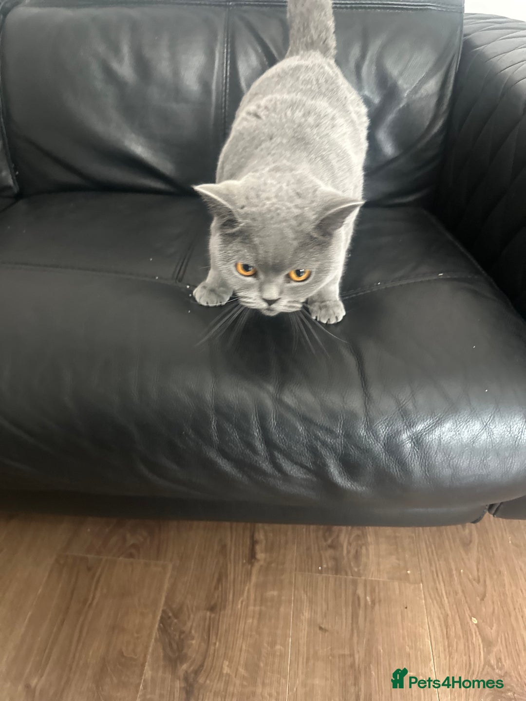 British Shorthair cats for sale: British shorthair male pedigree - Advert 9