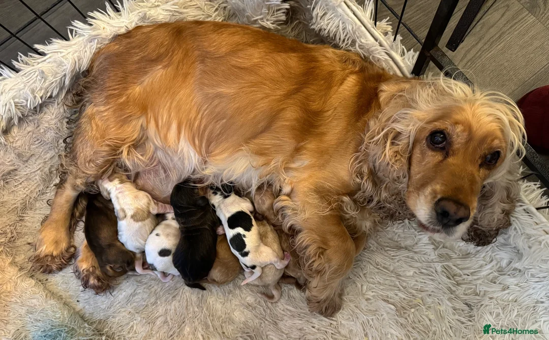 Cocker Spaniel dogs for sale: KC Registered beautiful cocker spaniel pups! - Advert 2