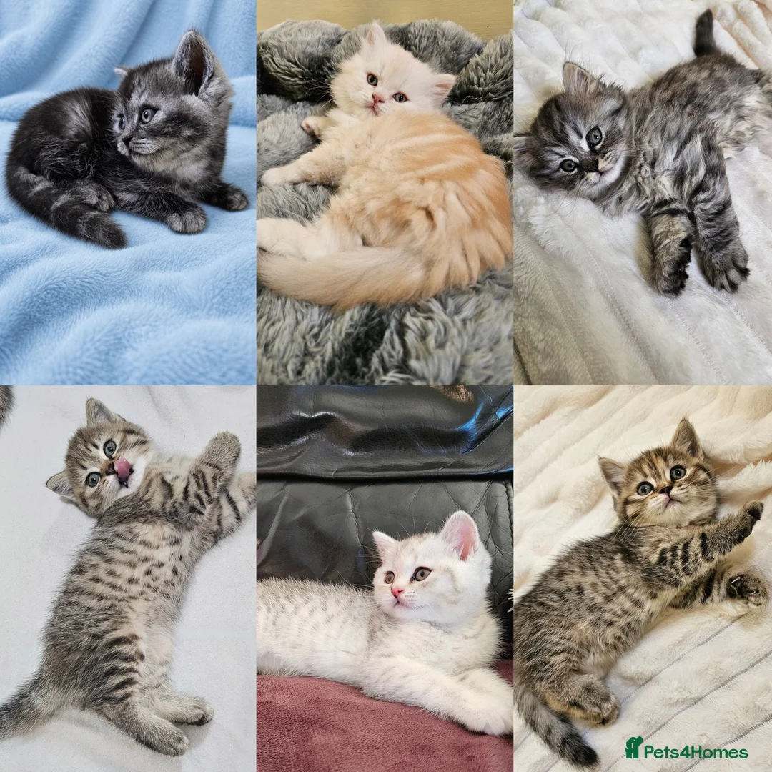 Scottish Fold cats for sale: Adorable Scottish Fold Straight Ear Tabby Kittens - Advert 1