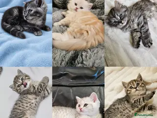 Scottish Fold cats Adorable Scottish Fold Straight Ear Kittens - Advert 1