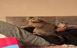 British Shorthair cats for sale: Luna British Shorthaired  - Image 4