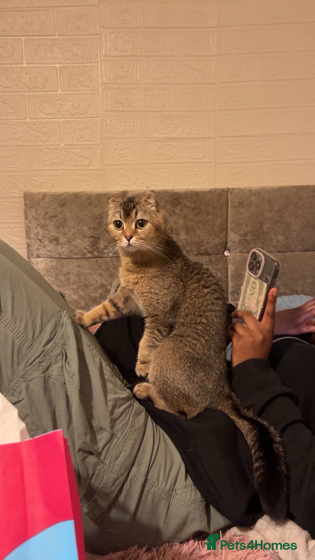 British Shorthair cats for sale: Luna British Shorthaired  - Image 4