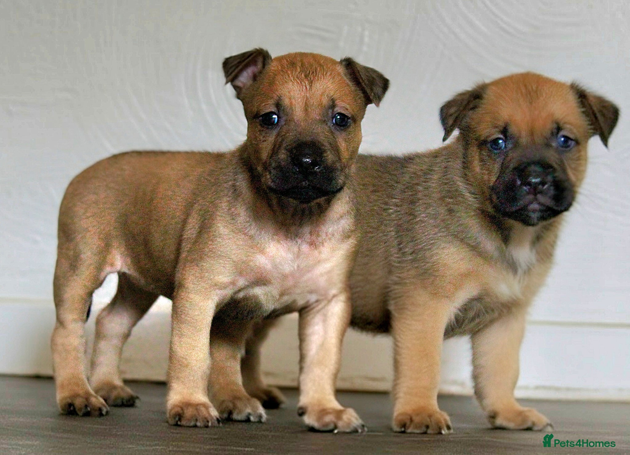 Mixed Breed dogs Bull herders  - Advert 14