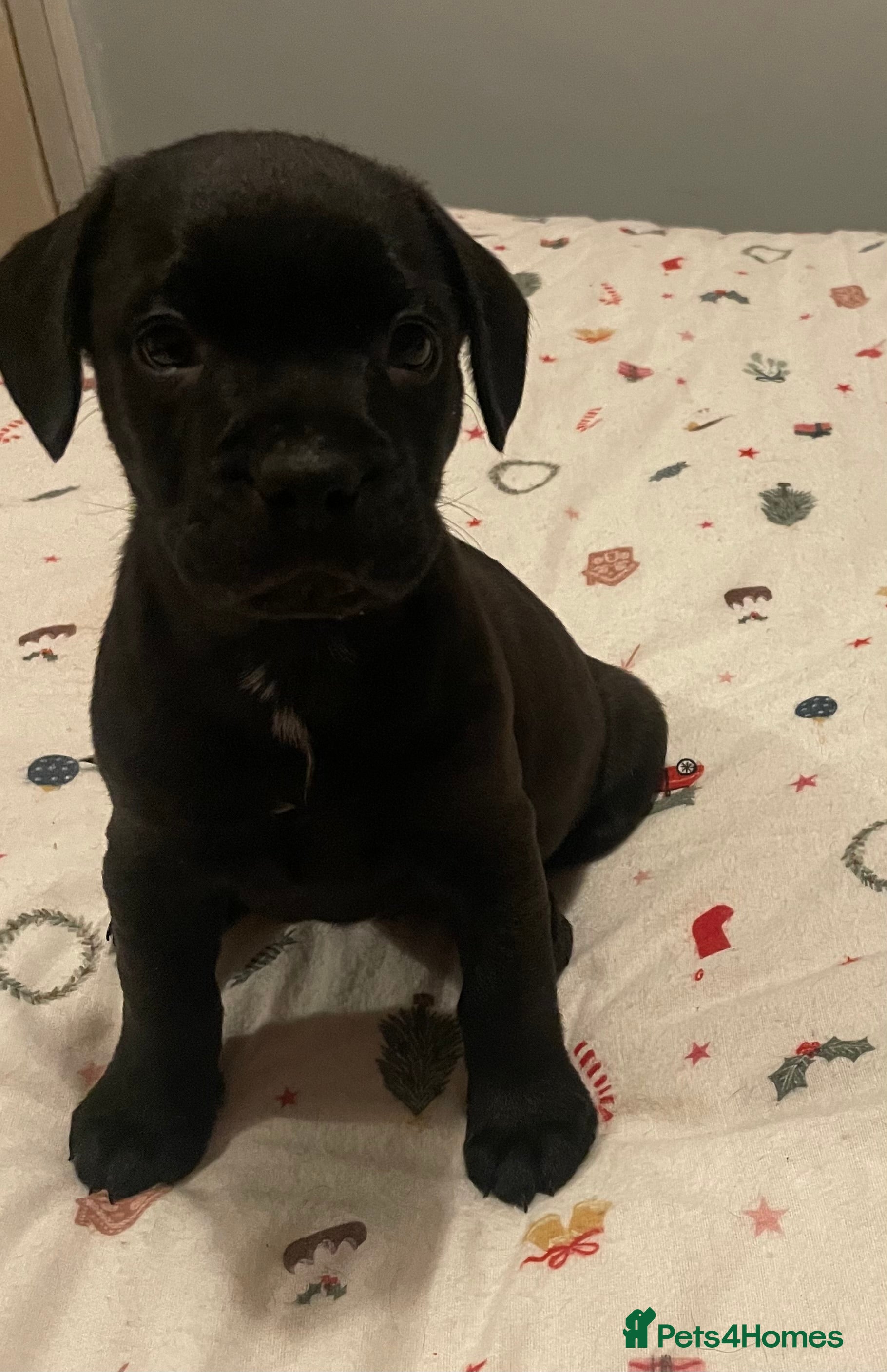 Mixed Breed dogs READY FOR THERE FOREVER HOMES 1 GIRL & - BOY  - Advert 2