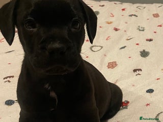 Mixed Breed dogs READY FOR THERE FOREVER HOMES 1 GIRL & - BOY - Advert 2