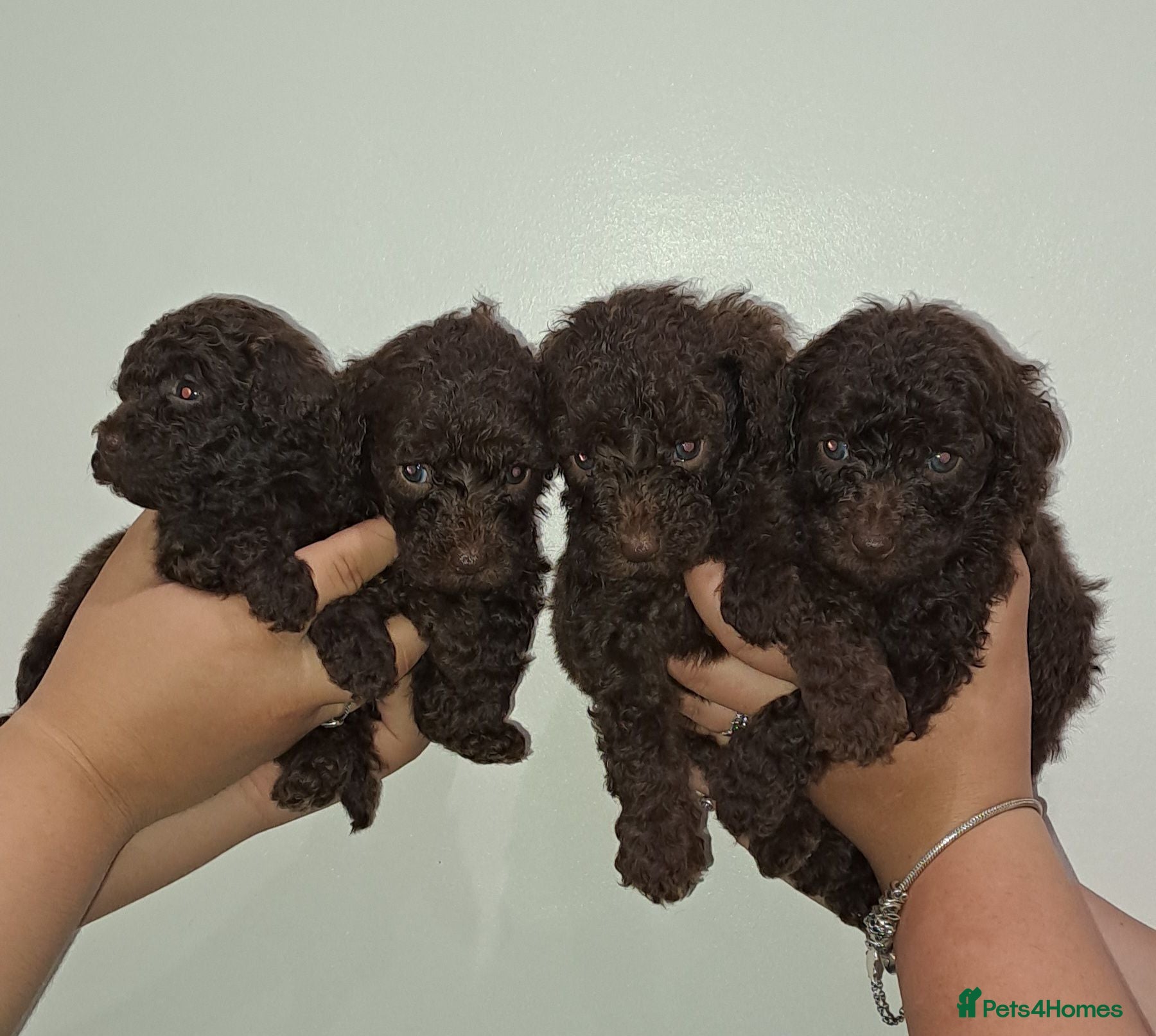 Toy Poodle dogs TINY Health clear Kc chocolate toy poodles  - Advert 11