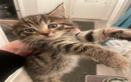 Mixed Breed cats for sale: Half bengal  - Image 8