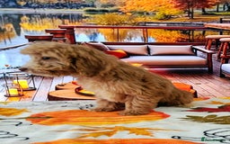 Cockapoo dogs for sale: EXTENSIVELY HEALTH TESTED PARENTS F1 COCKAPOOS - Image 4