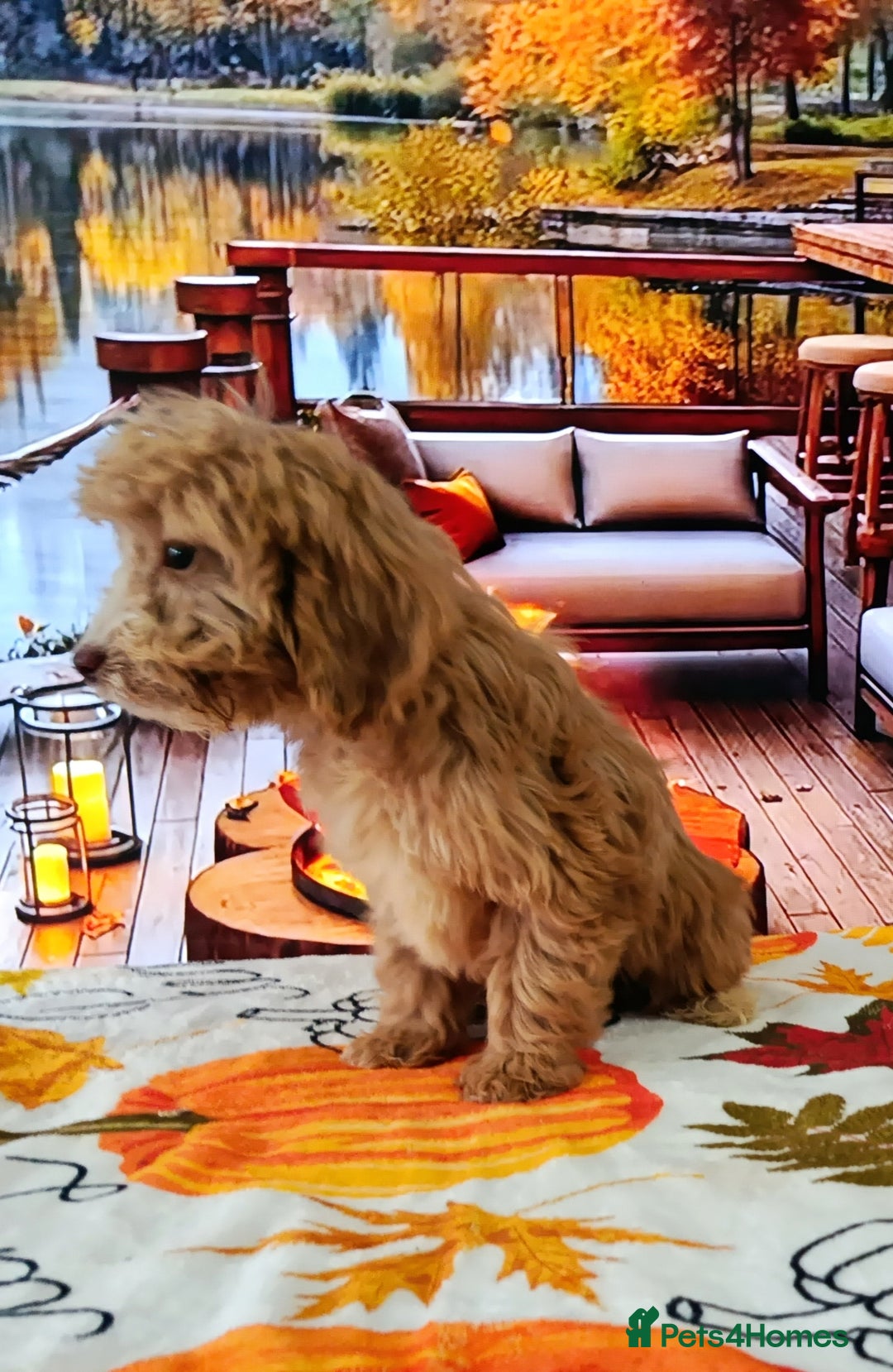 Cockapoo dogs for sale: EXTENSIVELY HEALTH TESTED PARENTS F1 COCKAPOOS - Image 4