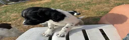 English Springer Spaniel dogs for sale: Strong chunky boy springer FTCh FTAW Conholt Hill - Advert 3