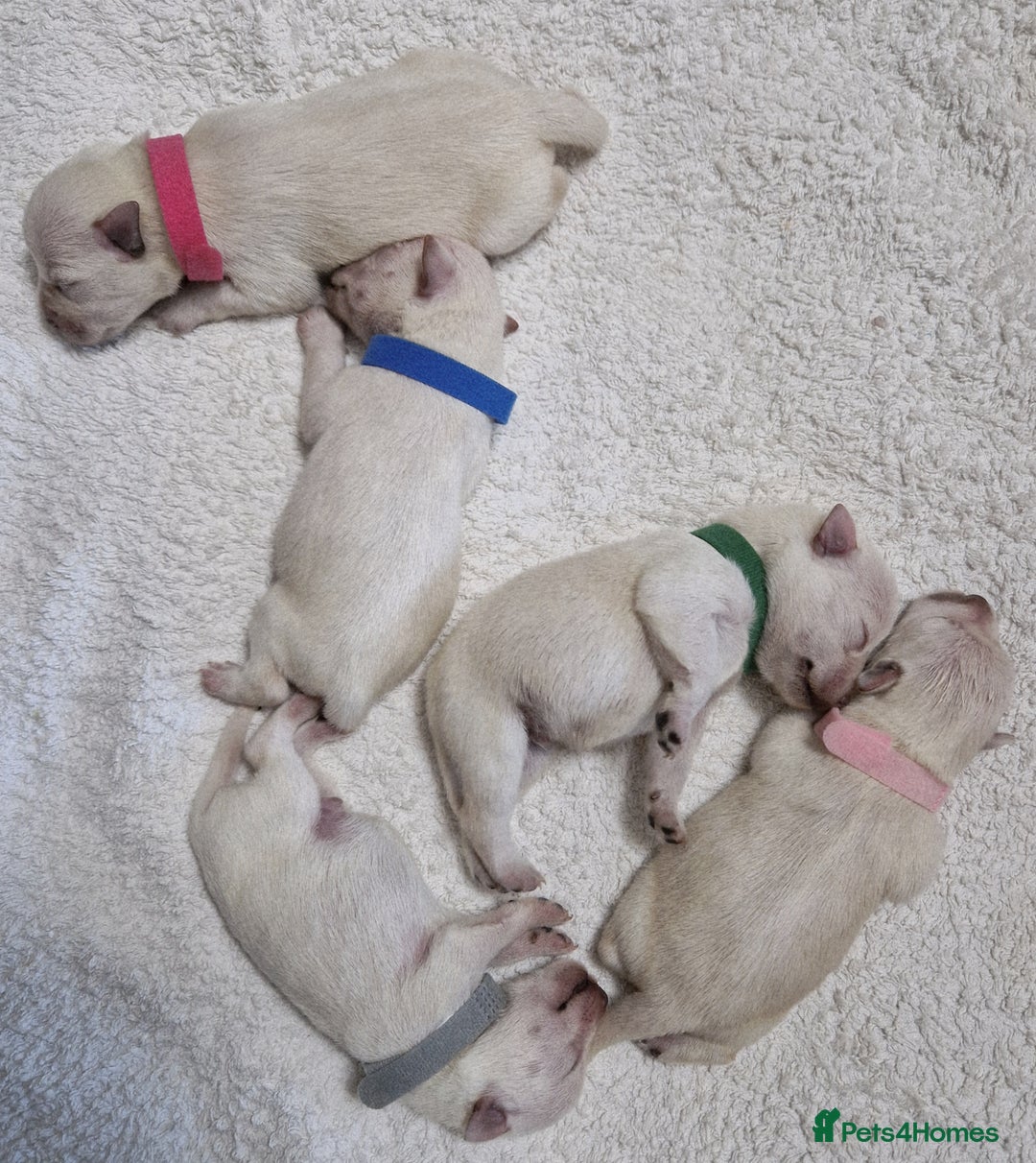 Miniature Schnauzer dogs for sale: Superb KC white minature schnauzer puppies  - Advert 1