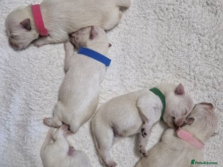 Miniature Schnauzer dogs Superb KC white minature schnauzer puppies - Advert 5