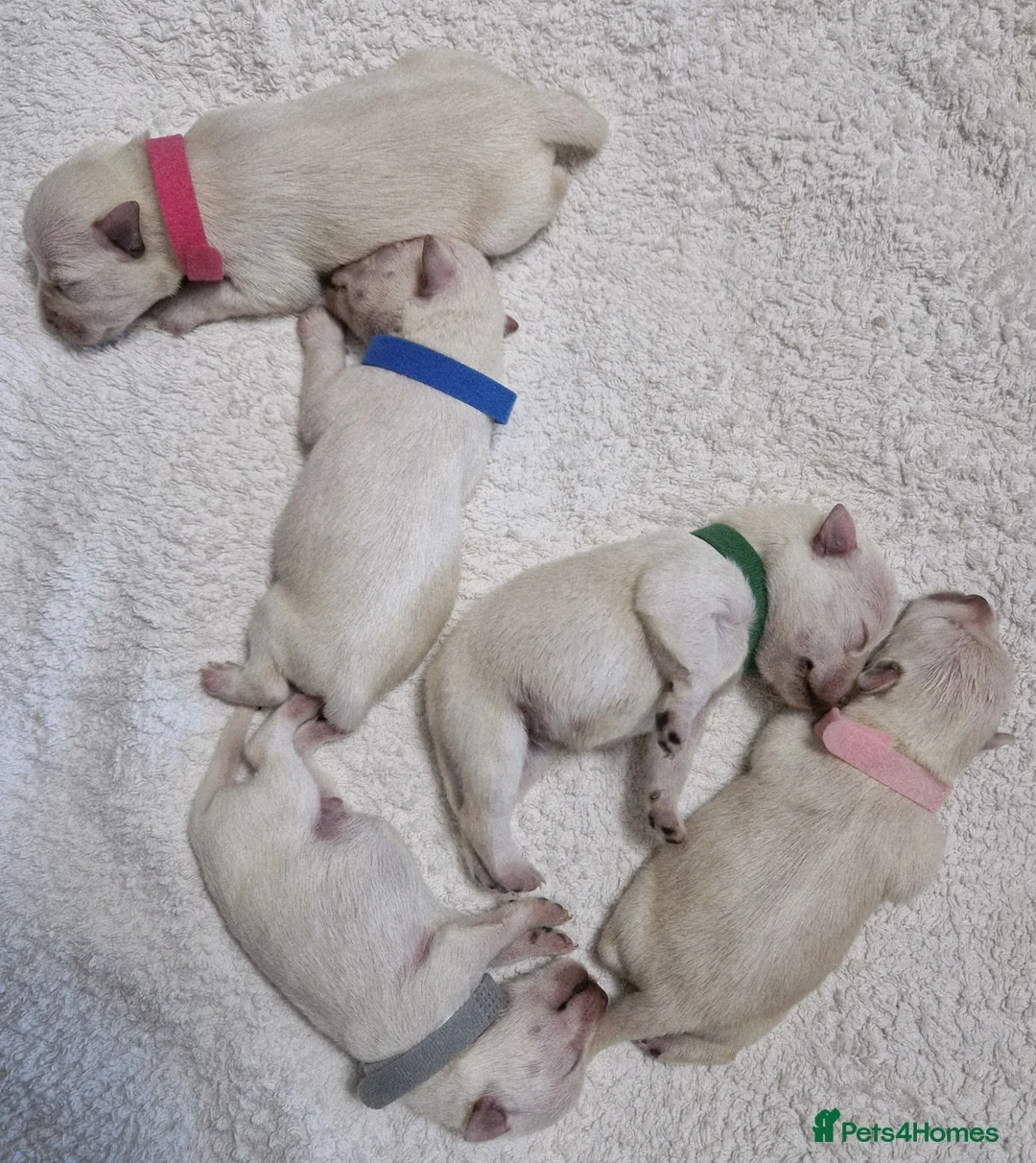 Miniature Schnauzer dogs for sale: Superb KC white minature schnauzer puppies  - Advert 6