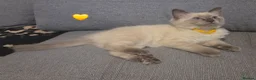 Ragdoll cats for sale: 🐾 Ragdoll Kittens Ready now !  - Advert 20