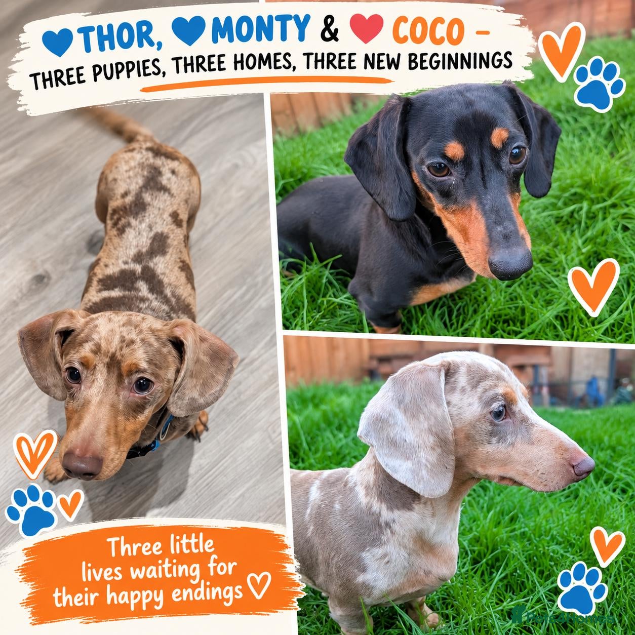 Mixed Breed dogs 💙 THOR, 💙MONTY & ❤️COCO – THREE LITTLE SAUSAGES - Advert 7