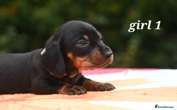 Miniature Dachshund dogs for sale: Beautiful KC black and tan smooth girls - Advert 16