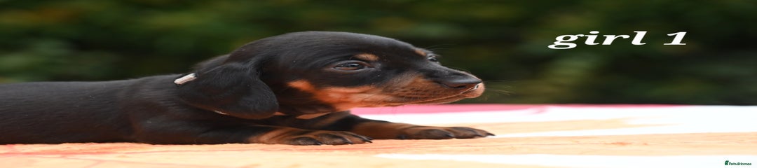 Miniature Dachshund Puppy 1