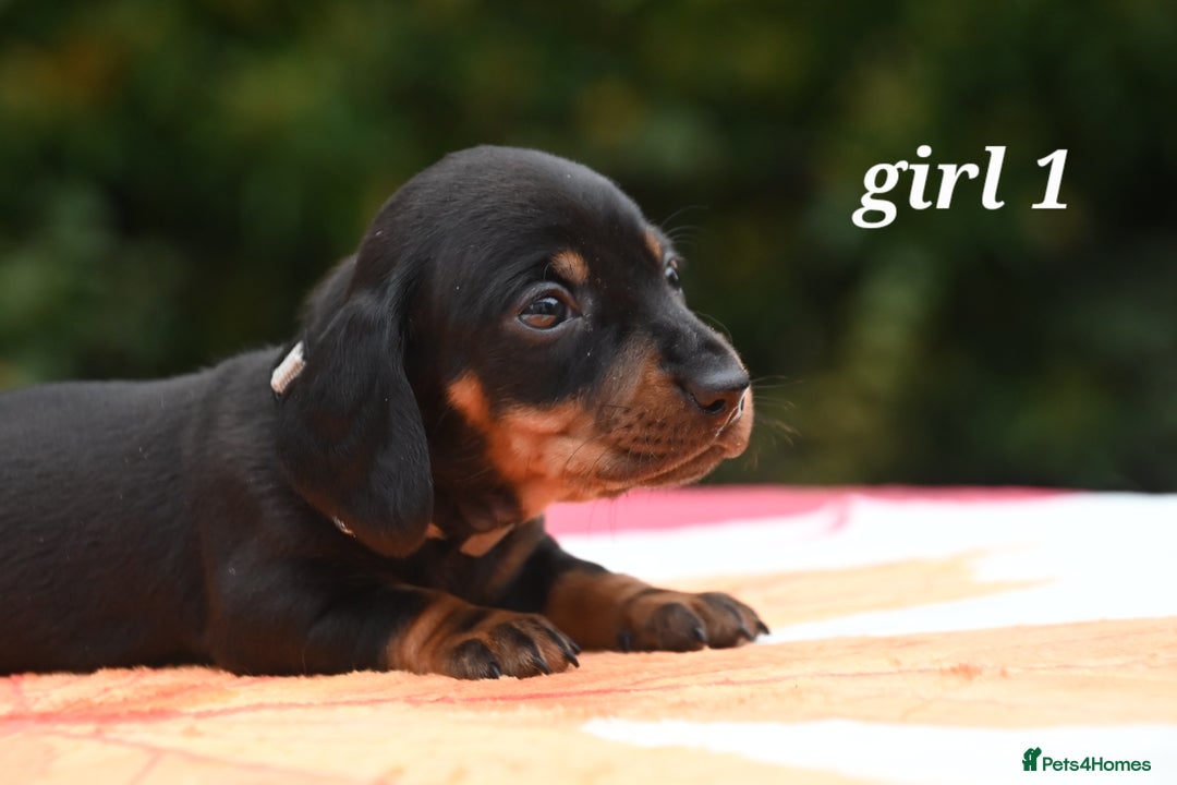 Miniature Dachshund dogs for sale: Beautiful KC black and tan smooth girls - Advert 16