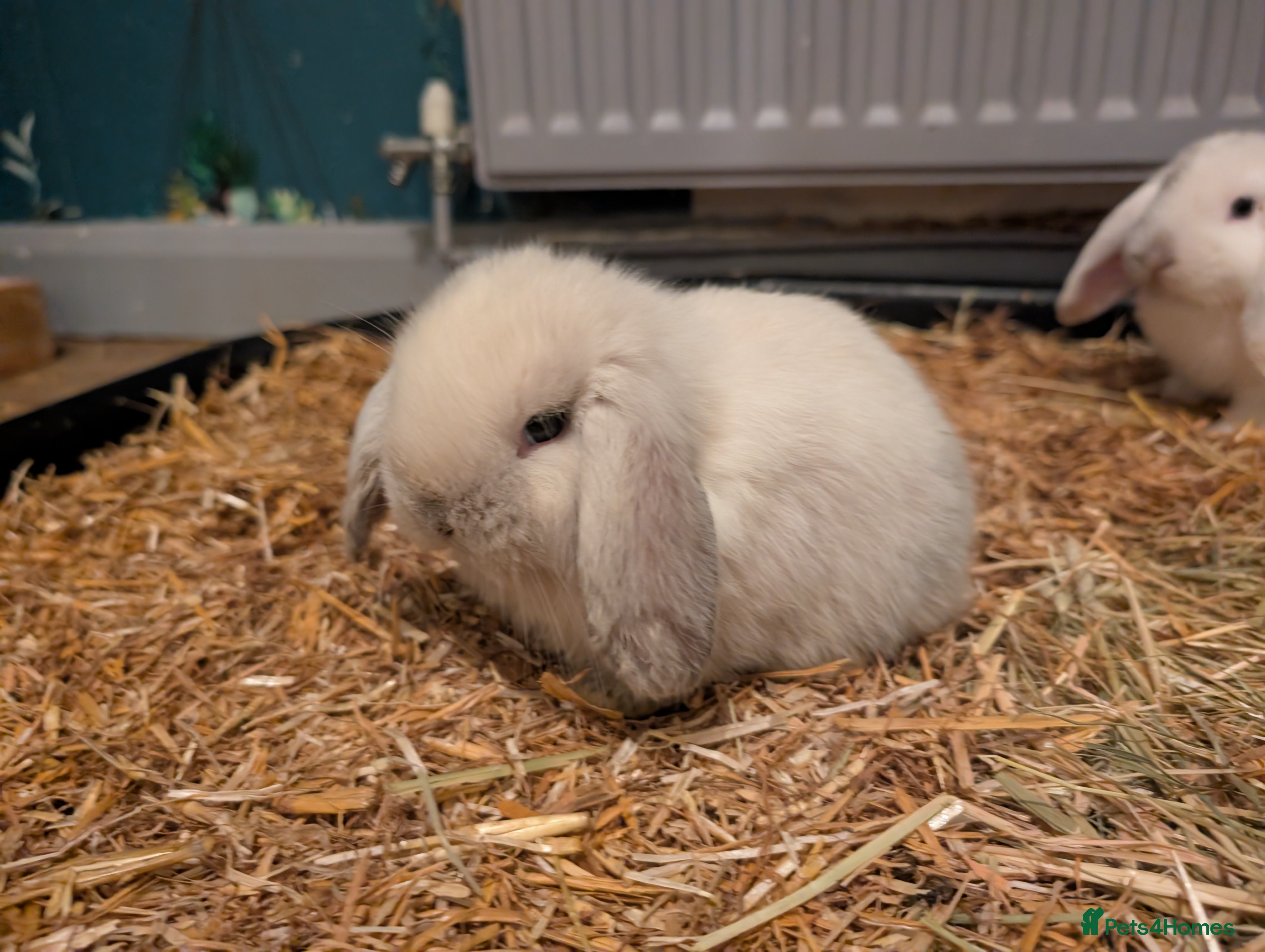 Mini Lop rabbits Mini Lops £70  - Advert 17