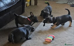 Mixed Breed dogs for sale: French Bulldog and Chihuahua Cross - Image 9